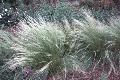 Golden Sea Oats / Stipa gigantea